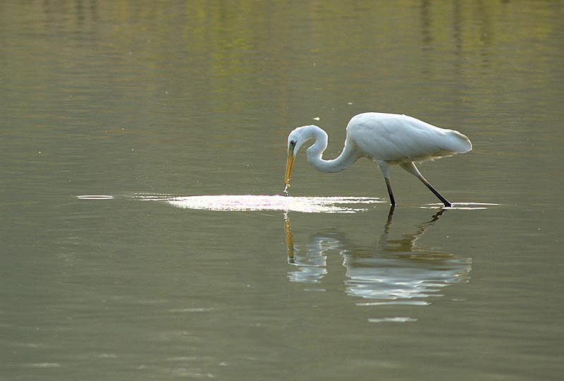 Airone bianco maggiore - Casmerodius albus